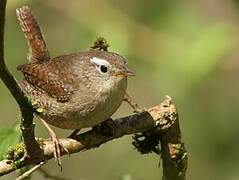 Eurasian Wren