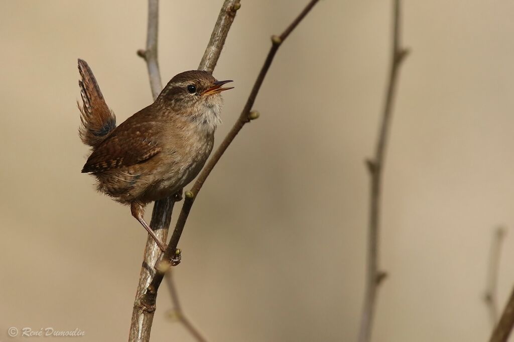 Eurasian Wrenadult, identification, song