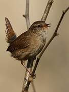 Eurasian Wren