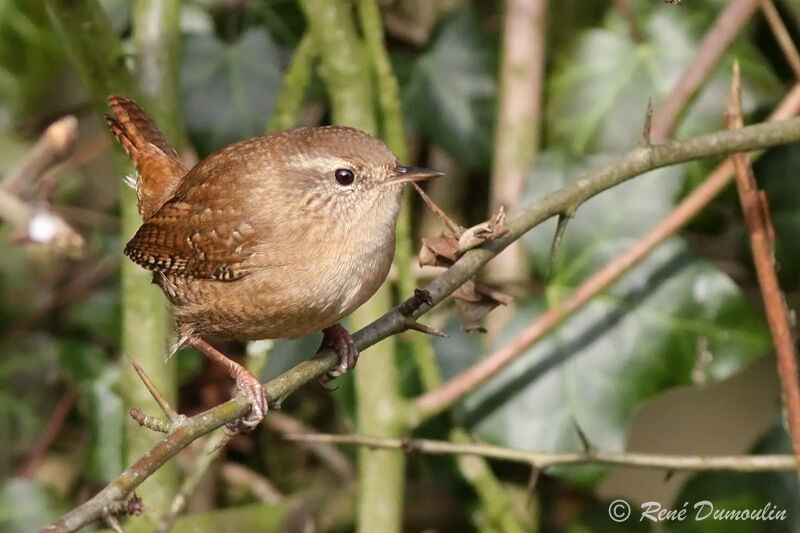 Eurasian Wrenadult, identification