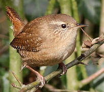 Eurasian Wren