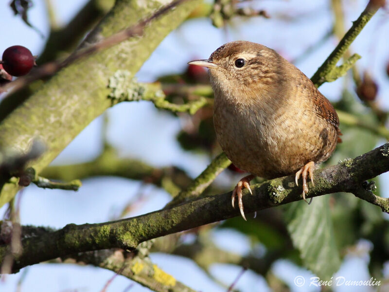 Eurasian Wrenadult