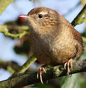 Eurasian Wren