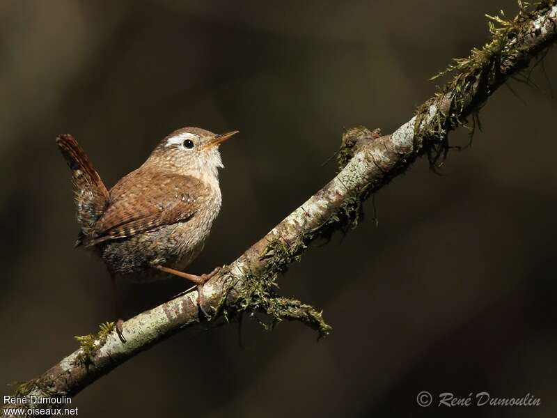 Eurasian Wren male adult, identification