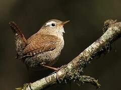 Eurasian Wren