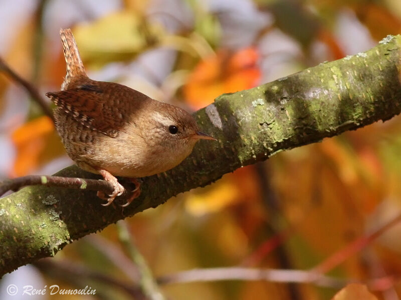 Troglodyte mignonadulte, identification