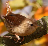 Eurasian Wren