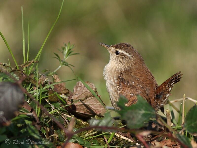 Eurasian Wrenadult, identification