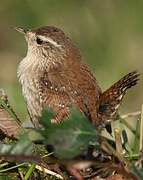 Eurasian Wren