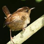 Eurasian Wren