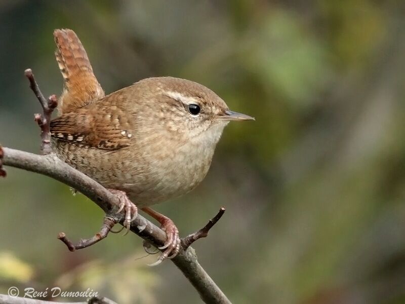 Eurasian Wren, identification