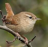 Eurasian Wren