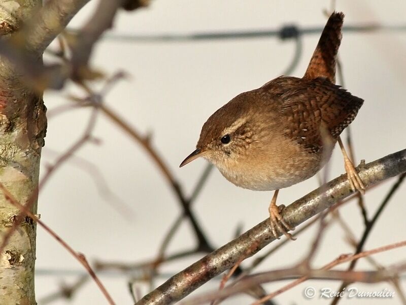 Eurasian Wren, identification