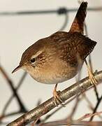 Eurasian Wren