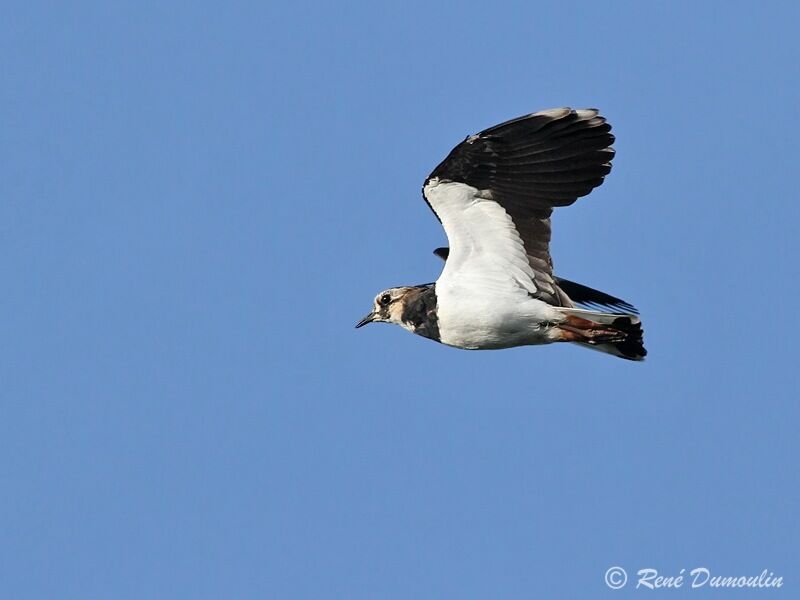 Northern Lapwing, Flight