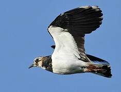 Northern Lapwing