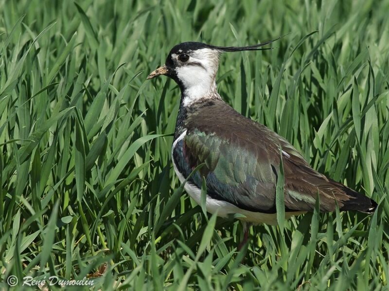 Northern Lapwing male adult breeding, identification
