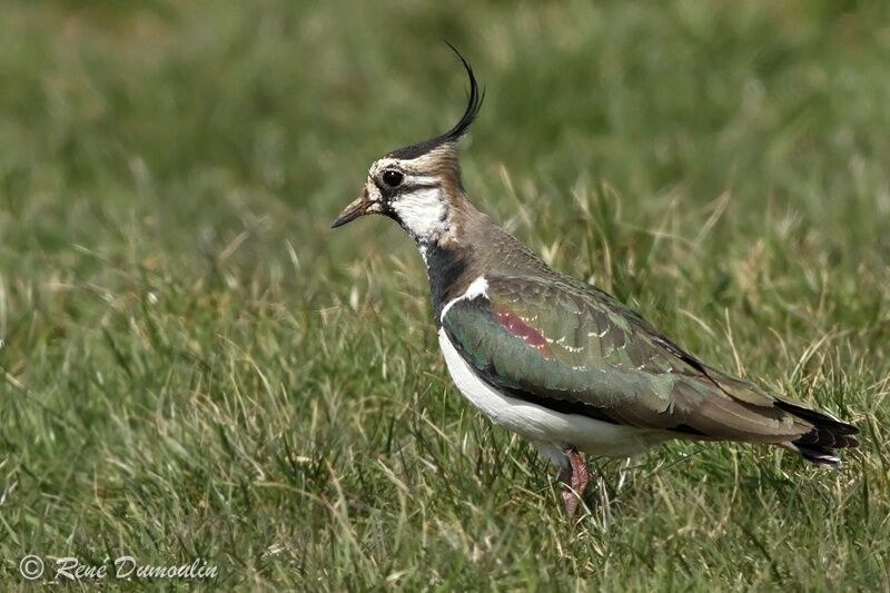 Vanneau huppé mâle adulte, identification