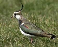 Northern Lapwing