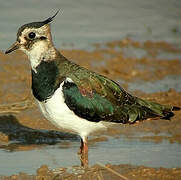 Northern Lapwing