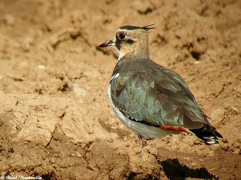 Northern Lapwing