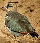 Northern Lapwing