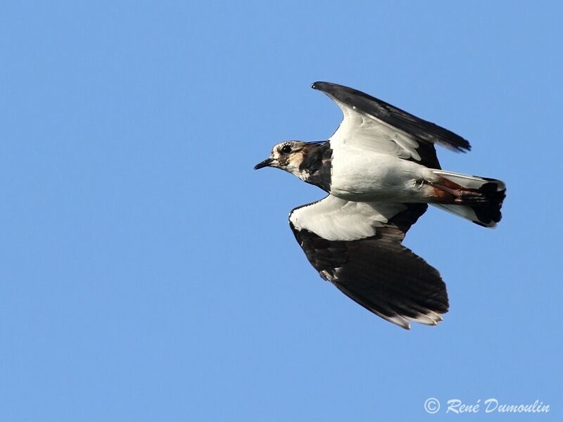 Northern Lapwing, Flight