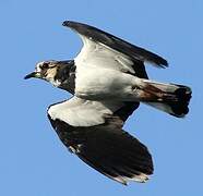 Northern Lapwing