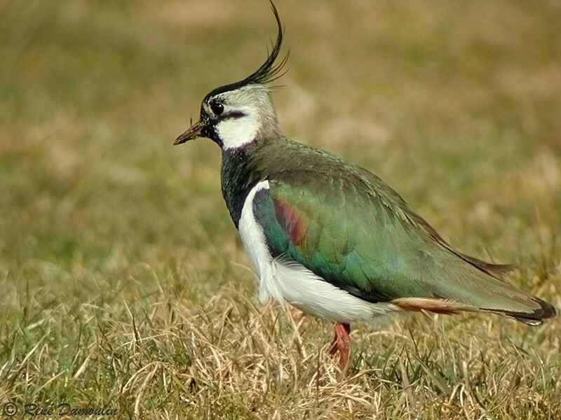 Northern Lapwingadult