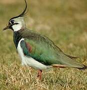 Northern Lapwing