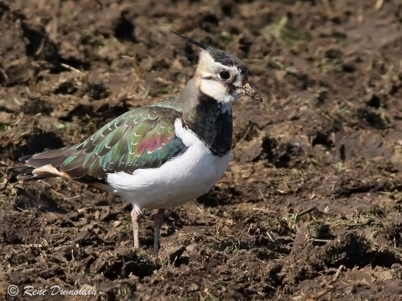 Northern Lapwing