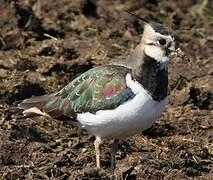 Northern Lapwing