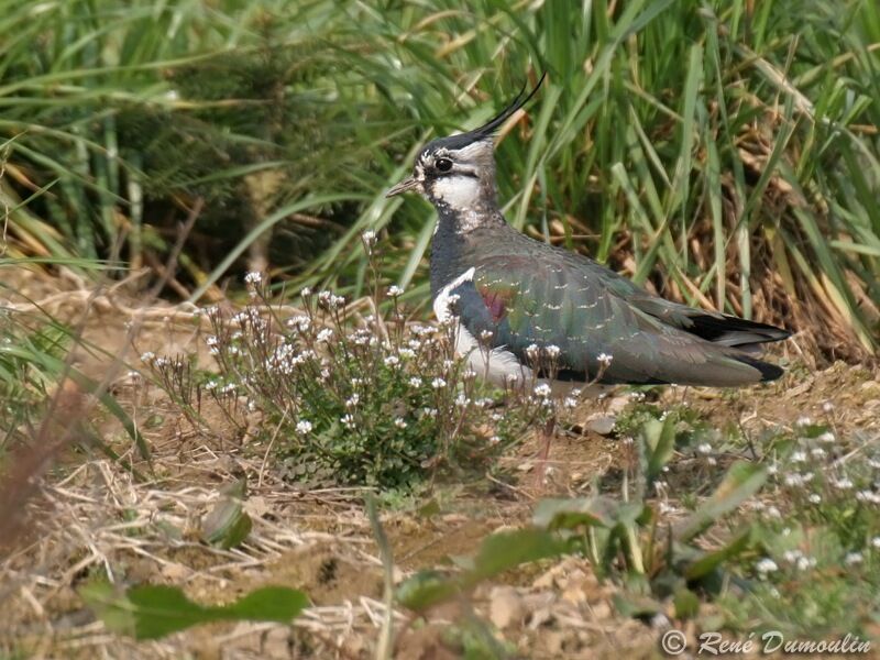 Northern Lapwing male adult breeding