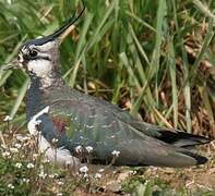 Northern Lapwing