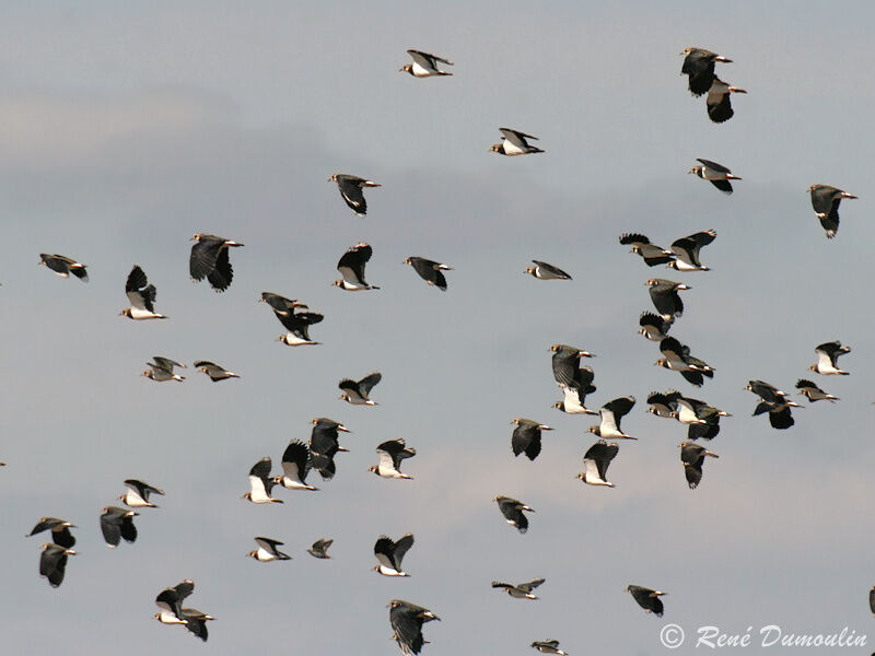 Northern Lapwing