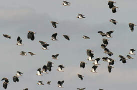 Northern Lapwing