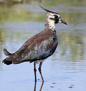 Northern Lapwing