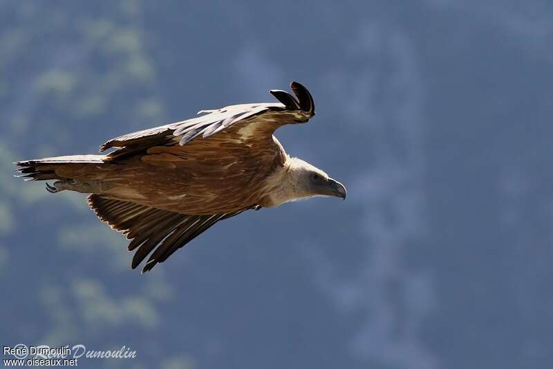 Vautour fauve, Vol