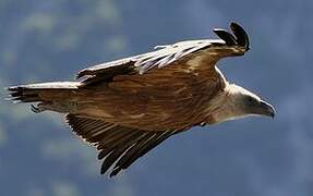 Griffon Vulture