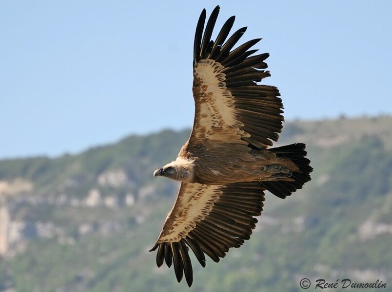 Vautour fauve, Vol