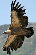 Griffon Vulture