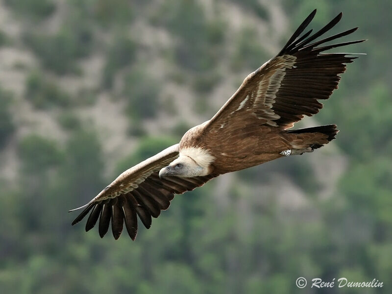 Griffon Vulture, Flight