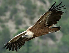 Griffon Vulture