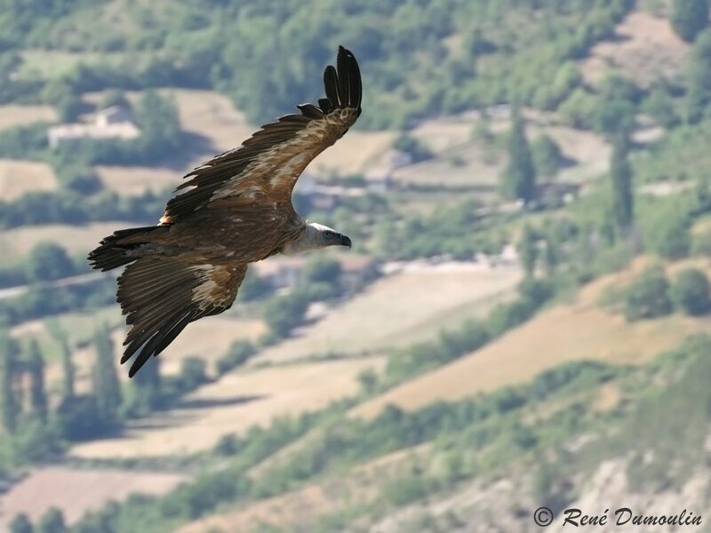 Vautour fauveadulte