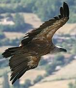Vautour fauve