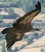 Griffon Vulture