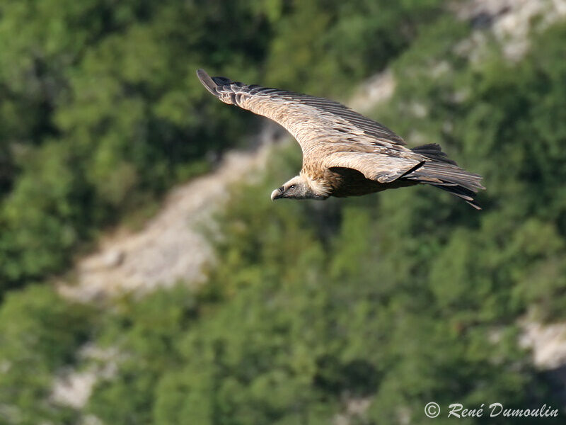 Vautour fauve