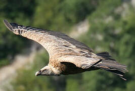 Griffon Vulture