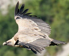 Griffon Vulture