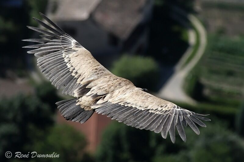 Vautour fauve, Vol